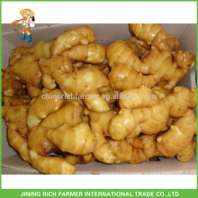 Latest Price of Washed Fresh Ginger Chinese Ginger